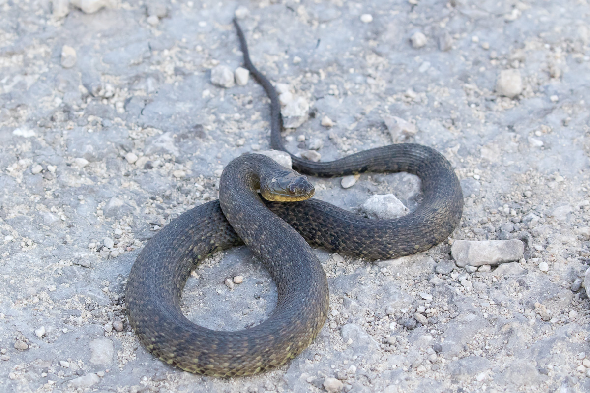 Mississippi Green Watersnake (Nerodia cyclopion)